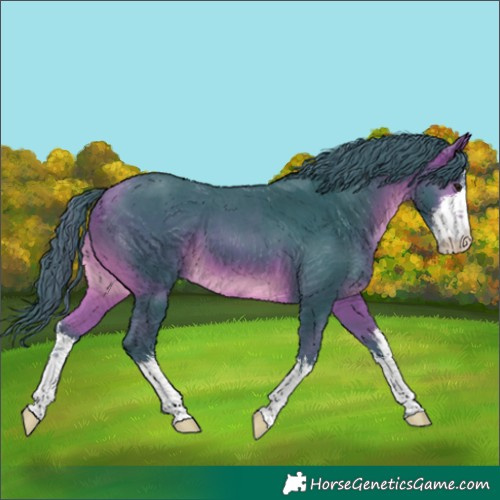 Horse Color:Watercolor White Spotted Bay