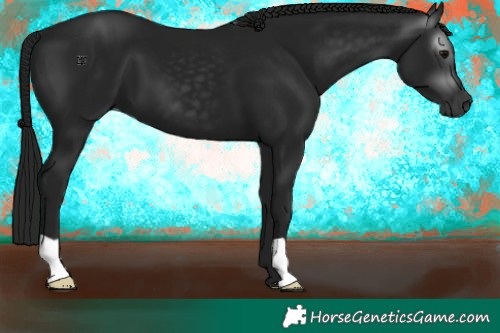 Horse Color:Gray Black 