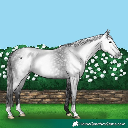 Horse Color:Gray Black
