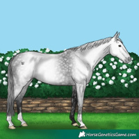 Horse Color:Gray Black 