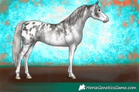 Horse Color:Gray White Spotted Silver Black Appaloosa 