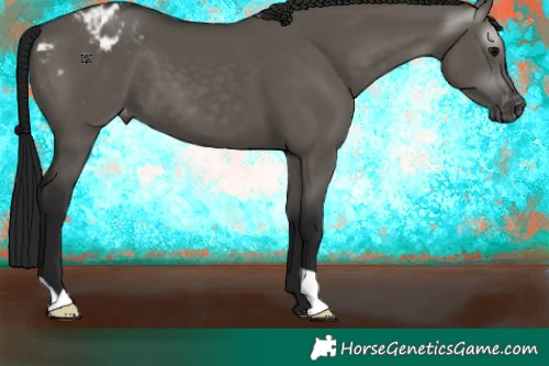 Horse Color:Gray Grullo Appaloosa 