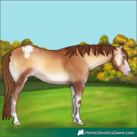 Horse Color:Gray Gold Champagne Onyx Appaloosa 