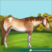 Horse Color:Gray Gold Champagne Onyx Appaloosa