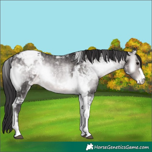 Horse Color:Platinum Buckskin Onyx Tobiano Appaloosa 