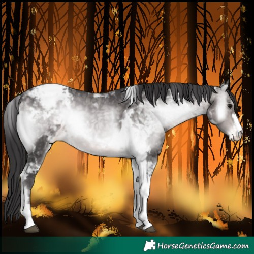 Horse Color:Platinum Buckskin Onyx Tobiano Snowcap 