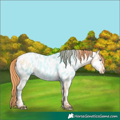 Horse Color:Buckskin Pearl Dun Appaloosa 