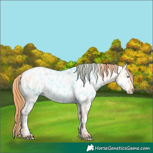 Horse Color:Buckskin Pearl Dun Appaloosa 