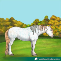 Horse Color:Buckskin Pearl Dun Appaloosa