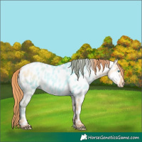 Horse Color:Buckskin Pearl Dun Appaloosa