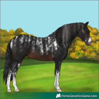 Horse Color:Powder White Gray Brown