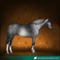 Horse Color:Gray White Spotted Bay