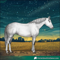 Horse Color:Gray White Spotted Brown 