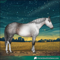 Horse Color:Gray White Spotted Brown