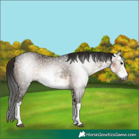 Horse Color:Gray White Spotted Buckskin 