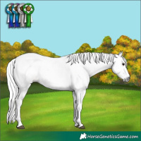 Horse Color:Gray White Spotted Buckskin