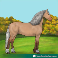 Horse Color:Silver Bay Dun