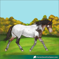 Horse Color:Bay Tobiano Near Fewspot 