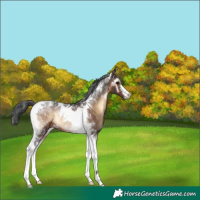 Horse Color:Brown Onyx Tobiano 