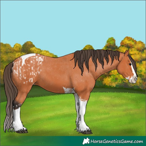 Horse Color:Bay Splash Tobiano Blanket and Bay Splash Tobiano Varnish