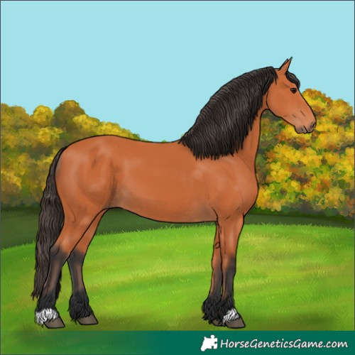 Horse Color:Bay 