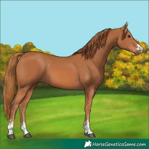 Horse Color:Chestnut 