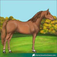 Horse Color:Chestnut 