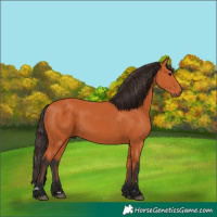 Horse Color:Bay 