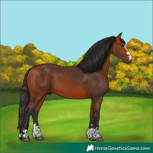 Horse Color:Bay 