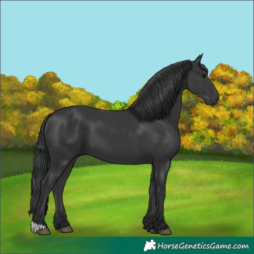 Horse Color:Black 