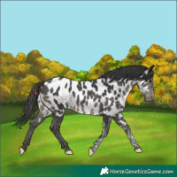 Horse Color:Black Tobiano Appaloosa 
