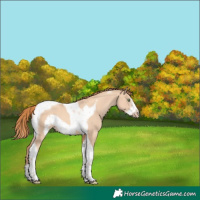 Horse Color:Gold Champagne Dun Tobiano Frame 