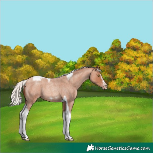 Horse Color:Silver Sable Champagne Roan Tobiano Frame Rabicano 