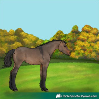 Horse Color:Brown Dun