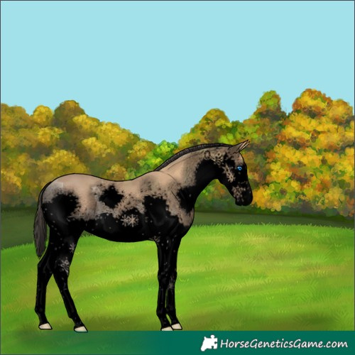 Horse Color:Void Bay Ice Splash Rabicano 