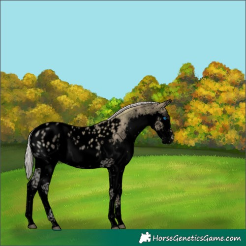 Horse Color:Void Silver Black Ice Splash Appaloosa Rabicano 