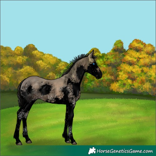 Horse Color:Void Bay Ice Splash Rabicano 