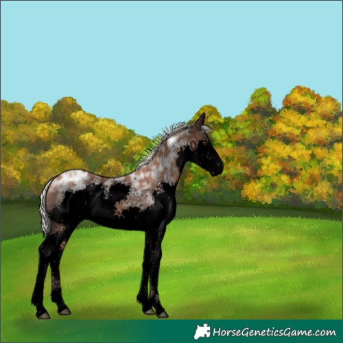 Horse Color:Void Silver Brown Ice Splash Rabicano 