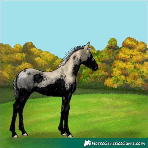 Horse Color:Void Silver Amber Champagne Ice Splash Rabicano 