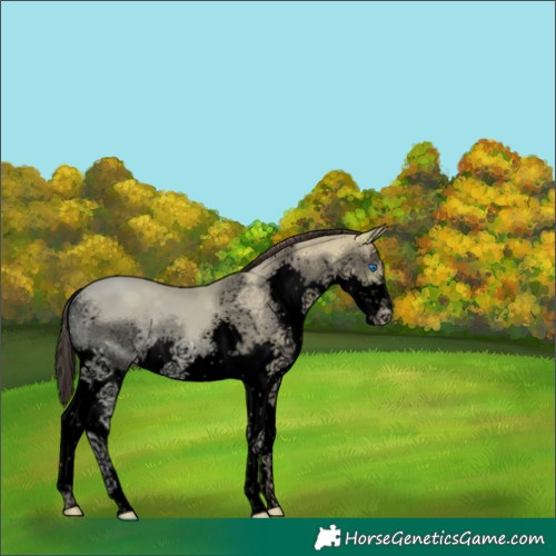 Horse Color:Void Classic Champagne Ice Splash Rabicano 