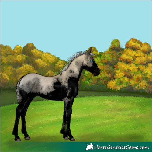Horse Color:Void Silver Brown Ice Dun Splash Rabicano 