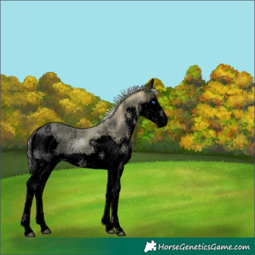 Horse Color:Void Silver Smoky Black Ice Splash Rabicano 