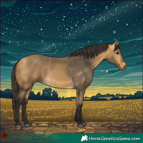 Horse Color:Buckskin 