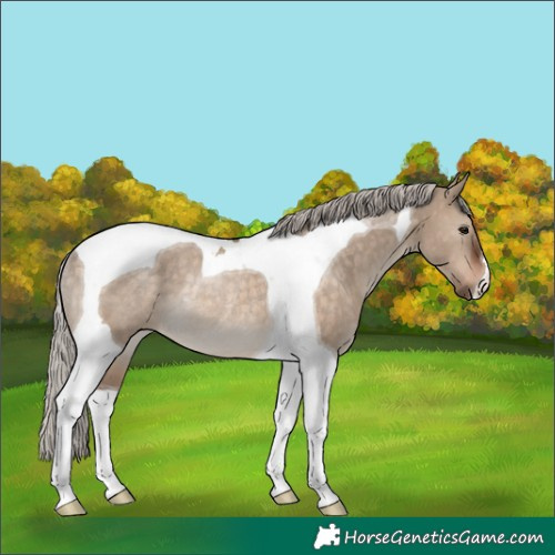 Horse Color:Silver Brown Dun Tobiano Rabicano 
