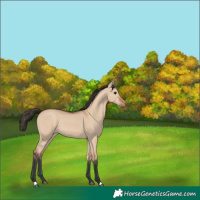 Horse Color:Bay Dun 