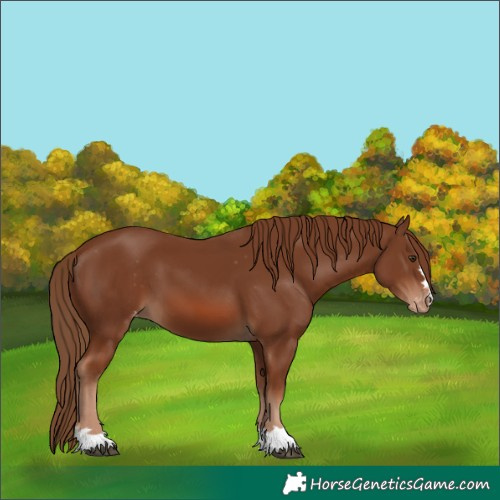 Horse Color:Chestnut Varnish 