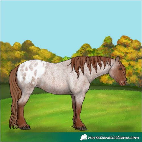 Horse Color:Red Roan Blanket 