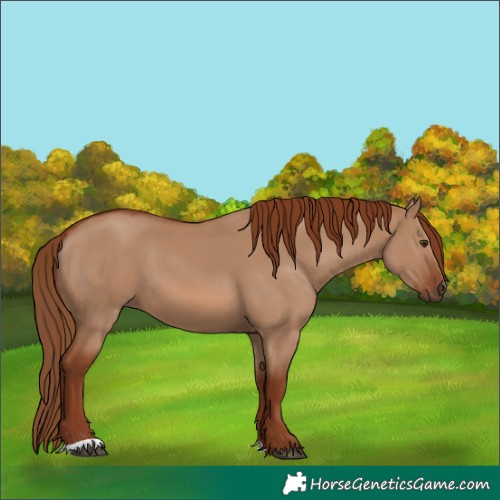 Horse Color:Red Dun 