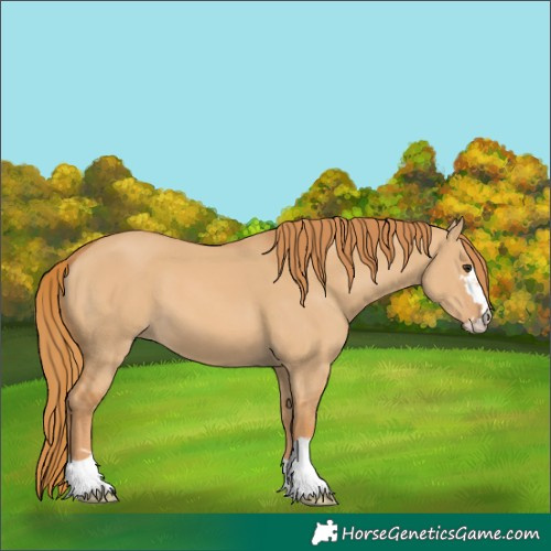 Horse Color:Red Dun 