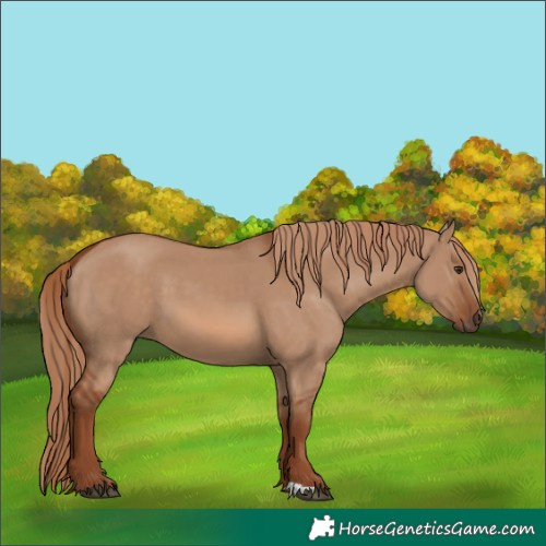 Horse Color:Red Dun 